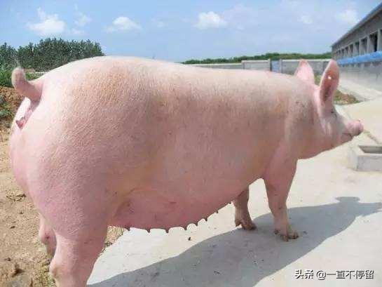 母猪的产后护理abo文案:母猪产后应该如何护理，可以吃什么草药？