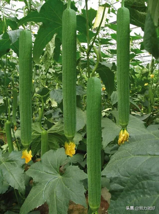 秋冬茬大棚丝瓜如何进行科学种植管理?-图3