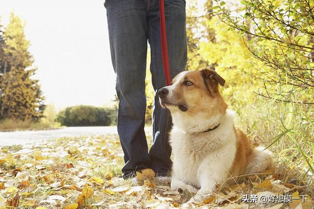 无脖牧羊犬遭弃 腾讯:遛狗时，最怕遇到什么样的事情？