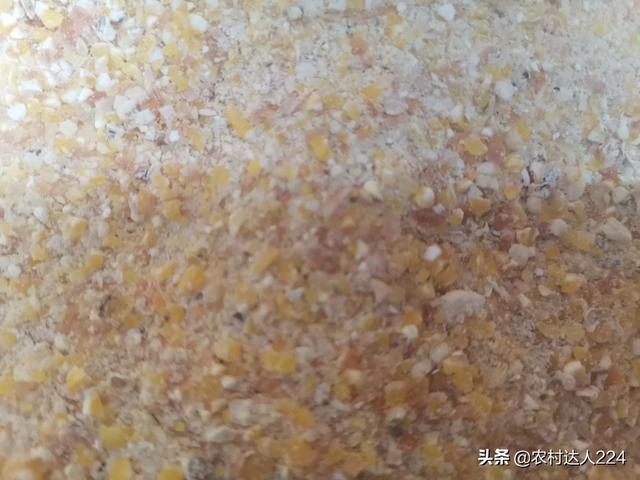 猪吃什么,猪为什么只吃玉米和豆粕？