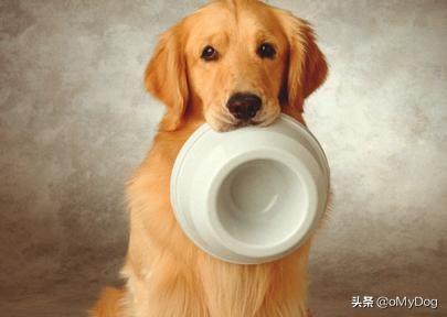 板凳狗图片大全:养狗后，你家狗会盯着你吃东西吗？