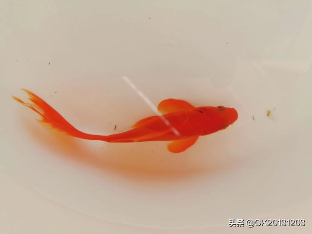 头条问答 可以在室外水池养的小型冷水鱼有哪些 17个回答