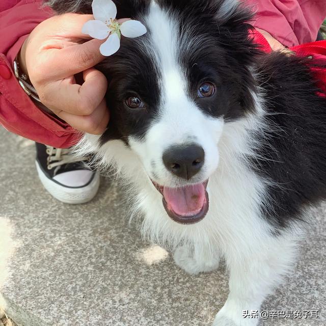 苏牧犬聪明吗:为什么一些人不喜欢养土狗，土狗聪明吗？