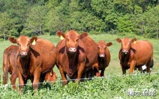 养牛知识与预防:肉牛怎么养殖？需要注意什么？