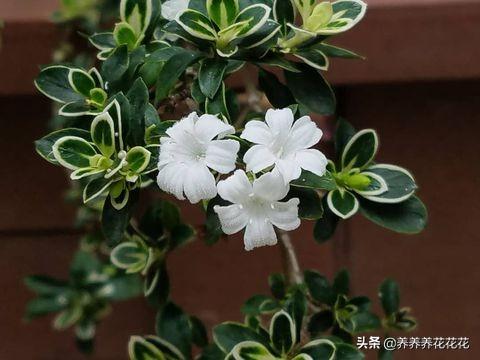 京剧六月雪图片:六月雪盆景为什么不开花？