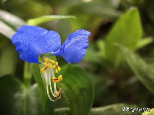 前景草:前景草哪个最好看 农户种植鼠曲草市场前景如何？