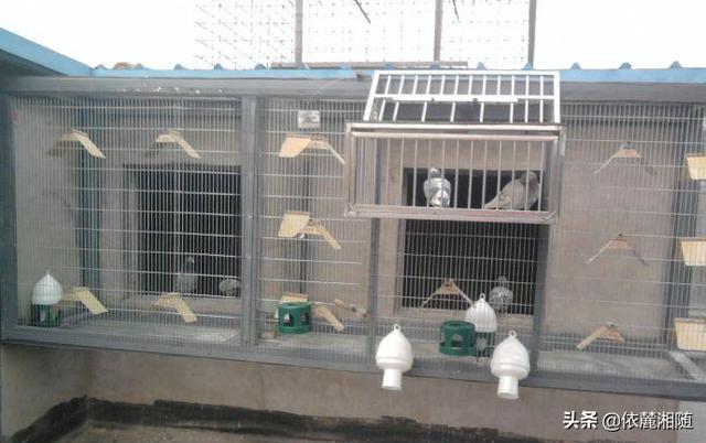 超声波驱狗器:鸽子窝傍边能安装超声波驱猫器吗？