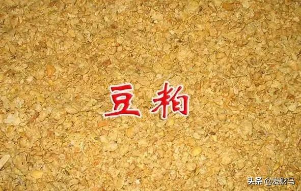 什么是猪弓形体病:使用剩菜剩饭喂猪，是不是很容易得寄生虫病？