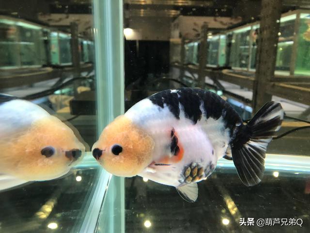 红鲫鱼生小鱼样子视频:一厘米的金鱼多久生小鱼？