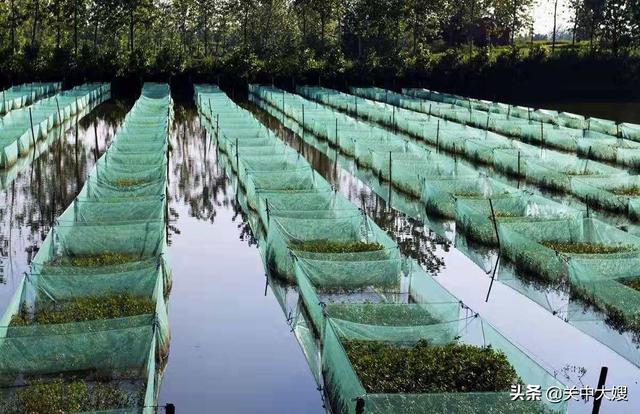 丽纹龙蜥饲养环境:我想养殖黄鳝，不知道黄鳝对环境有什么要求？求答案？