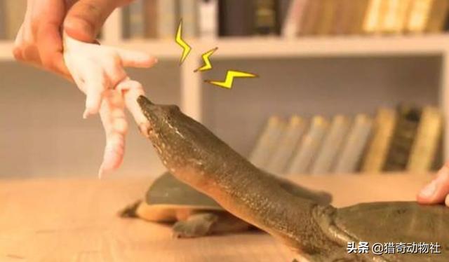 小乌龟图片:捡到了六只小乌龟怎么办？