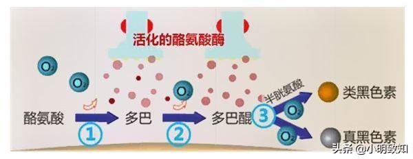 银斑龙猫耳朵变白:肝出问题了，头发会有哪些表现？ 银斑龙猫会越来越白吗