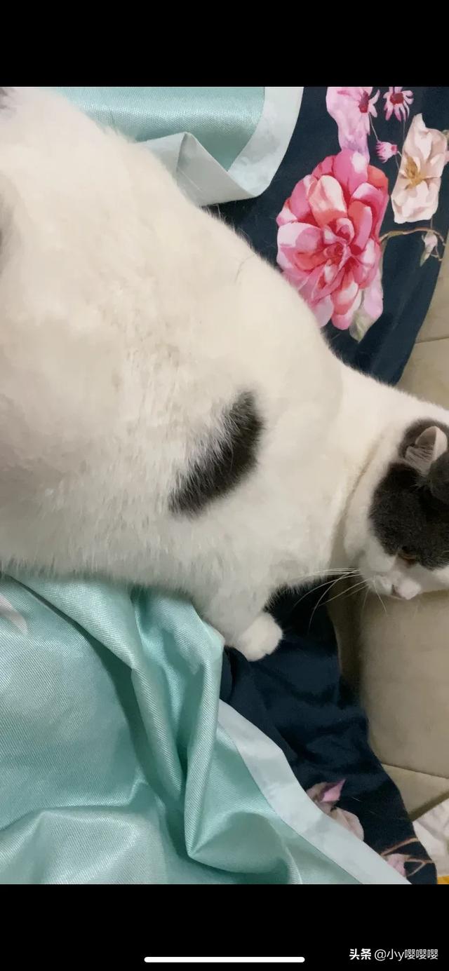 德文卷毛猫为什么晚上一直叫:小猫晚上总是叫，怎么办？