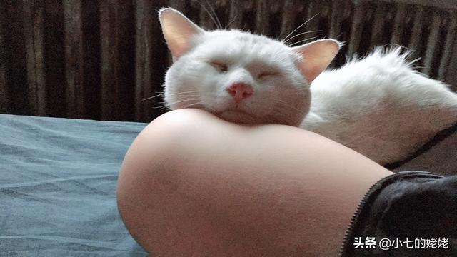 猫会说话:如果猫会说话，那会是怎样的情景？