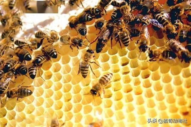 没有蜜蜂水果会消失吗，爱因斯坦曾说过，假如蜜蜂都消失了，人类只能生存四年，为什么