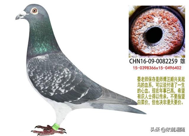 中国有哪些信鸽品种？