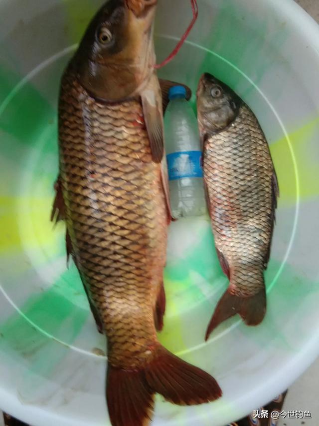 钓鱼以来你钓获最大一尾是什么鱼 重量多少 头条问答