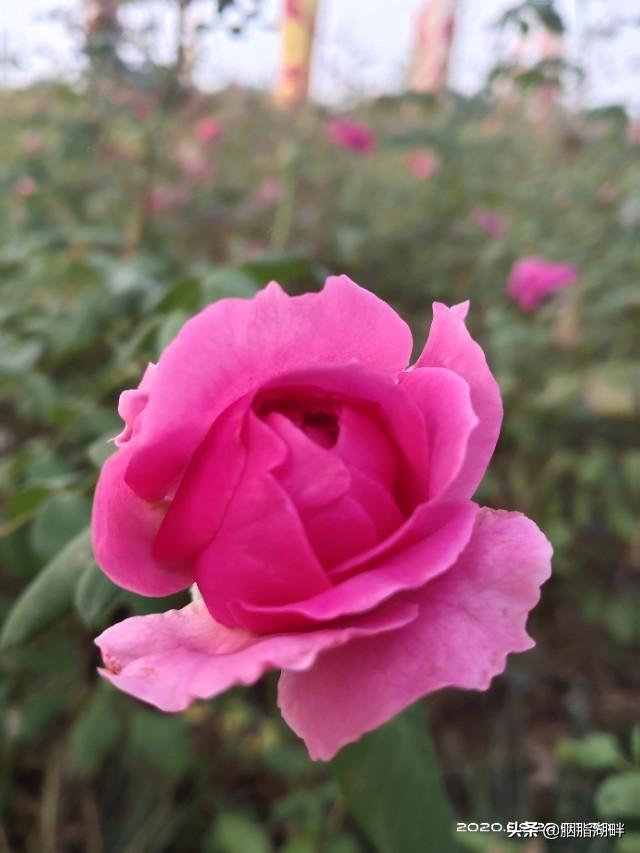 最香的几款月季品种是什么？插图52