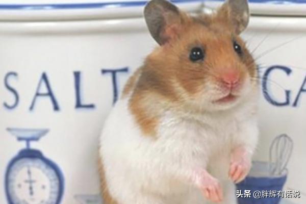 奶茶仓鼠怎么样:仓鼠到底养哪种？你想好了吗？