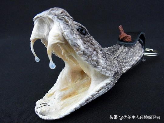 蓝长腺珊瑚蛇是眼镜蛇吗:蛇、蜈蚣、海蛇的毒是如何产生的，是胎里带的吗？