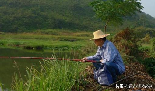 石板龟:养乌龟缸里放什么石头好？