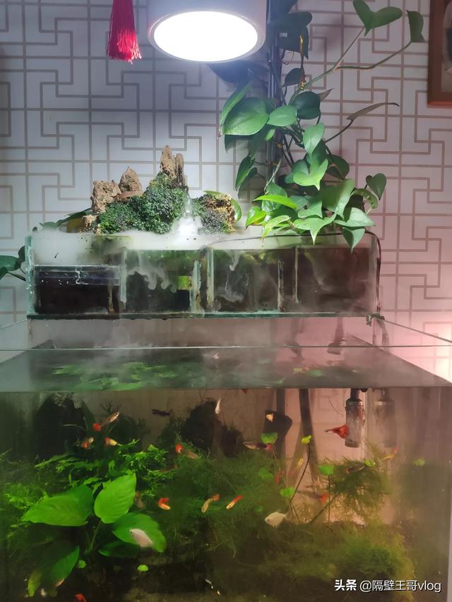 头条问答 鱼缸里的水生植物能否净化水质 隔壁热心王哥的回答 0赞