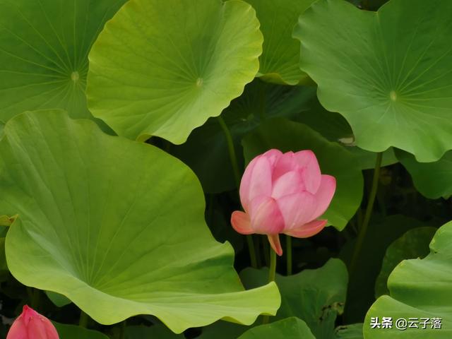 陆逊的老婆:刘备妻子孙尚香，回到东吴后，竟然再婚嫁人生子，是否真有此事？