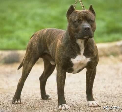 蜜獾与比特犬打架视频:把一只比特犬和一只蜜獾放在一个笼子里，结果会怎样？为什么？