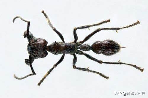 食人蚂蚁怕什么:红火蚁、食人蚁、行军蚁，蚂蚁王国里谁最厉害？