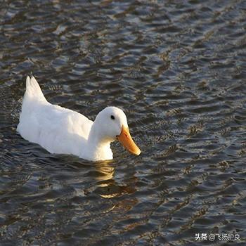 水生动物隔离池:养鱼池需要多长时间消一次毒？怎样操作？