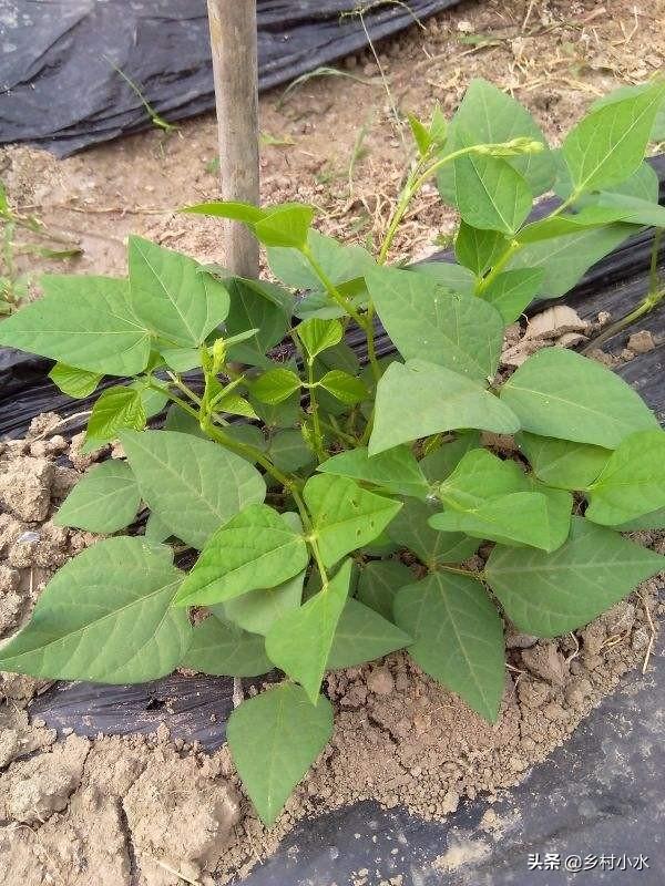 豆子从豆荚里跳出来视频:四棱豆生育期，花蕾大量脱落，该怎么办？