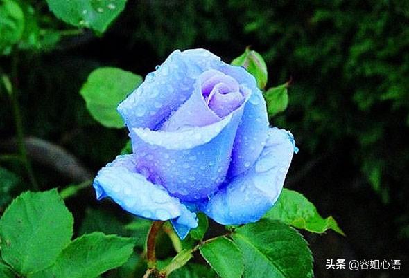 月季花的栽培和管理:月季花的栽培与管理 如何养护能使月季花艳、量大、周期长、花香浓郁？