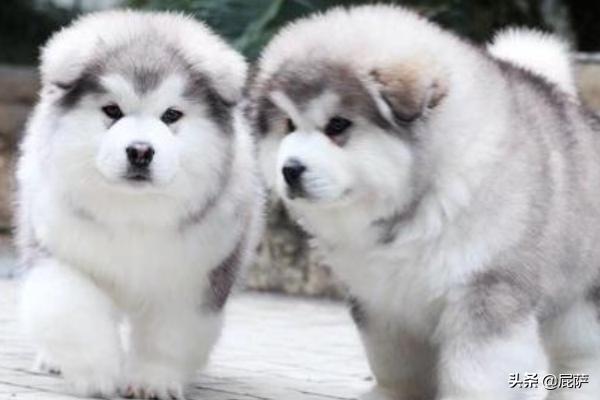 阿拉斯加狗:阿拉斯加犬不吃饭阿拉斯加狗狗不吃东西？