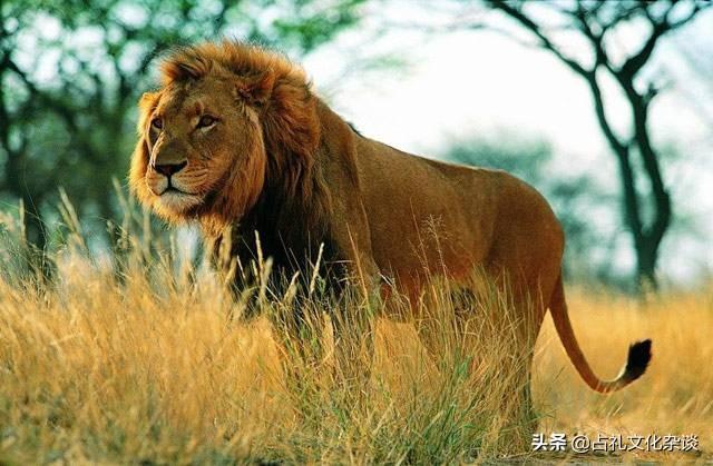 狮子究竟是猫科动物还是犬科动物？