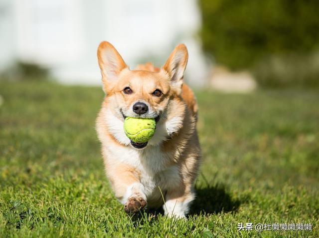 柯基犬图片:想养一只柯基犬，但是应该如何挑选？