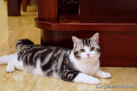 成都英国虎斑猫价格:想养一只性格温顺不爱叫的猫，2000以内推荐什么品种呢？