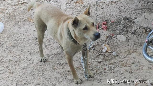 土狗图片:为什么说中华田园犬不比其他狗差呢？