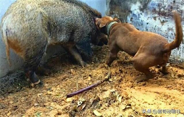 比特斗牛犬:比特犬真的有那么可怕吗？