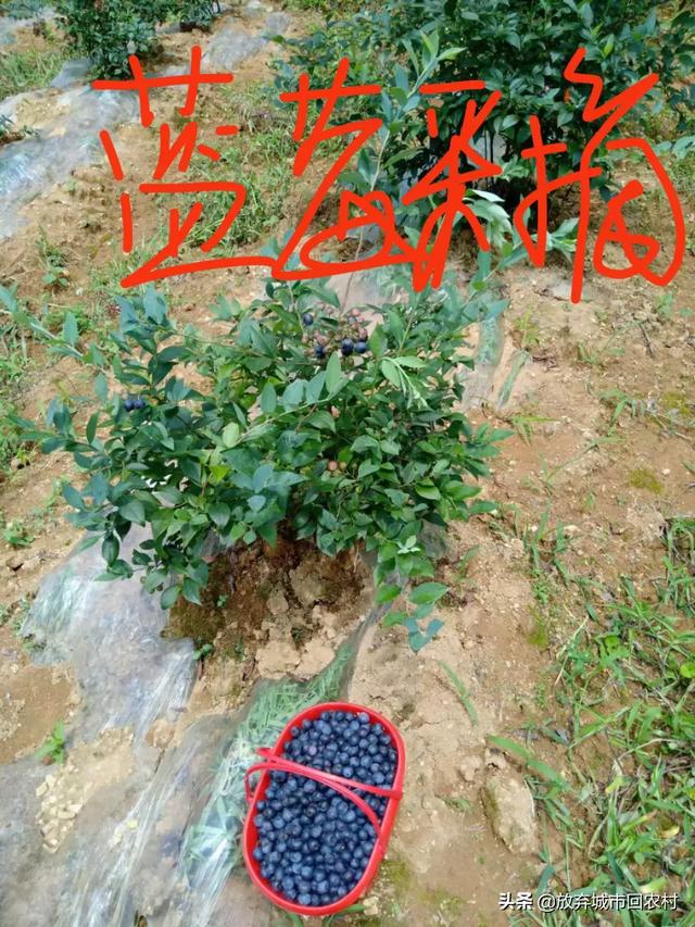 休闲农业会是乡村创业浪潮的下一个风口吗？