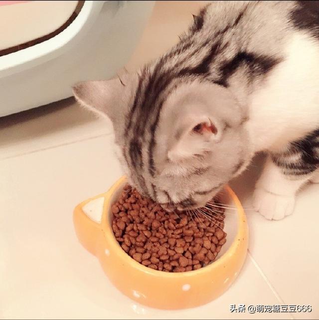 wdj推荐的天然猫粮:什么是天然猫粮，怎么选择才是正确的？