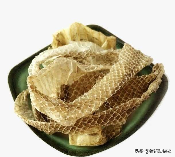 宠物蛇的寿命:宠物蛇一年可以交配几次？ 宠物蛇的寿命一般多少年
