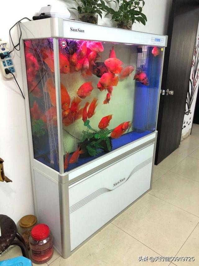 家里养鱼多久换一次水?:1.2鱼缸多久换一次水合适？要注意什么？