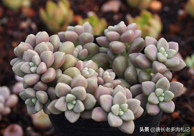车永莉:丸叶姬秋丽长出好多花剑怎么办？