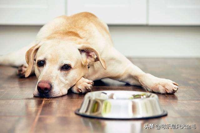 可爱宠物狗视频大全:哪些品种狗狗养起来比较难？