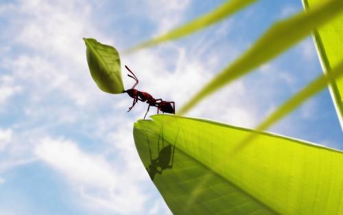 蚂蚁的唾液是什么原因:有翅膀的蚂蚁是什么蚂蚁？