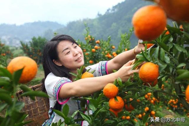 水果批发<a href=https://maguai.com/personal/ target=_blank class=infotextkey><a href=https://maguai.com/group/ target=_blank class=infotextkey><a href=https://maguai.com/personal/ target=_blank class=infotextkey><a href=https://maguai.com/group/ target=_blank class=infotextkey>微信群</a></a></a></a>:对于一个果农，又没有人脉资源，在网上怎样卖自家水果呢？(卖水果怎么样卖才能赚钱)