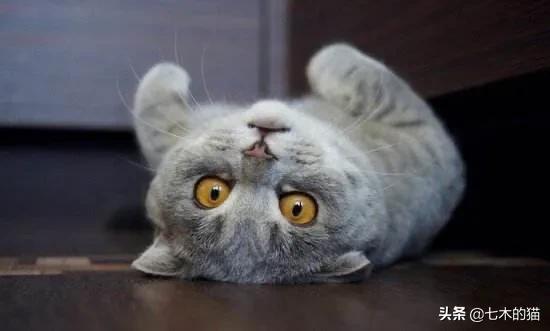 猫咪绝育:猫咪该不该绝育？猫咪绝育的弊端有哪些？ 猫咪绝育一般多少钱