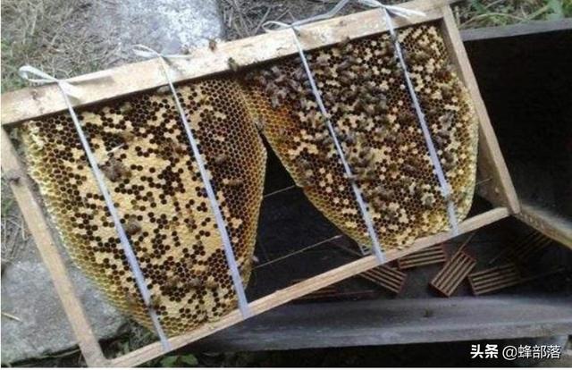 关于蜜蜂的知识有哪些:蜜蜂过箱它们清理垃圾怎么回事？