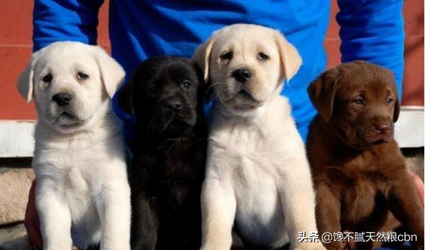 黑拉不拉多犬比别的色贵吗:拉布拉多黑色好还是白色好？