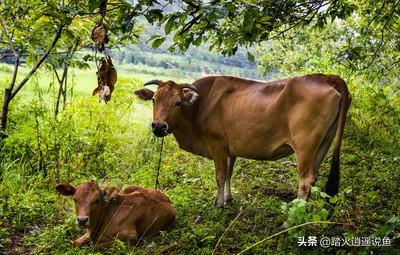 淮北出售藏獒:现在纯种藏獒大概多少价位？ 本人出售红色藏獒